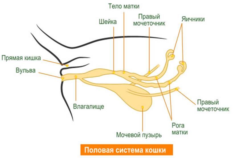 Женская репродуктивная система